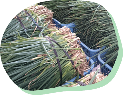 いいネギの作り方を教える自信はある